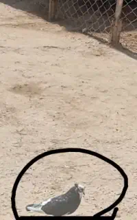 کبوتر. کفتر... تار شده