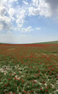 طبیعت گردی