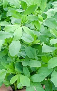 نیازمند کارگر