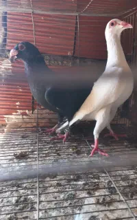 چندجفت کبوتر عراقی ومسافتی