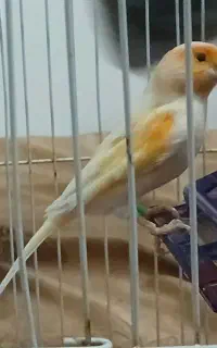 قناری قرمز