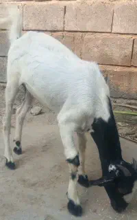 کهره ماده