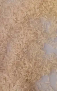 برنج بیضا