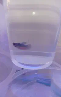 بچه ماهی فایتر