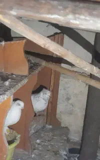 کبوتر