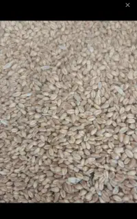 خرید گندم آبی بصورت نقد