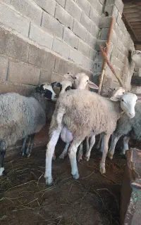 بره نر لاروف مناسب برای تخمی و اصلاح نژاد