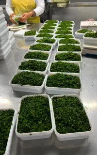 سبزی پلو،کوکو،قرمه، آش
