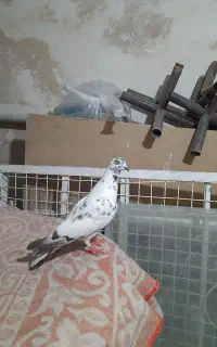 کبوتر