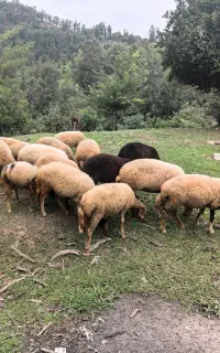 یک تعداد گوسفند فروشی
