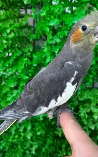عروس هلندی