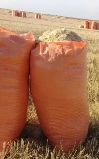 کارگر کاه بصورت گروی هستیم