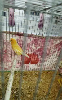 یک عدد قناری