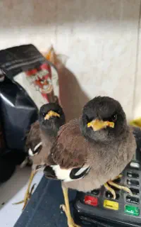 جوجه مینا افقان شاه تخم رسید