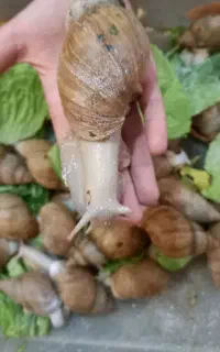 حلزون مولدوسوپرمولد خاویار حلزون