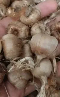 پیاز زعفران