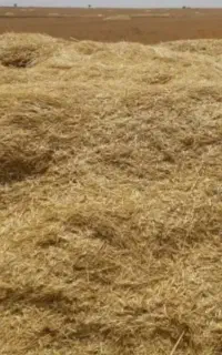 انبار کاه جو