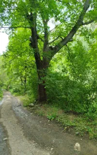 درخت گردو