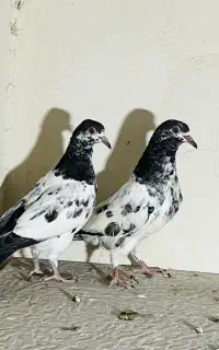 کبوتر پرشی
