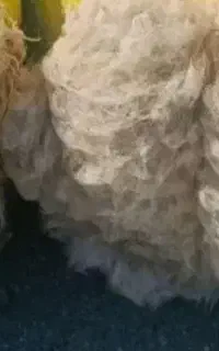پشم تازه گوسفندی