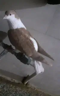اصهفانی زرد کاکولی نر