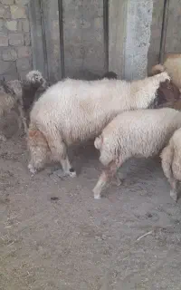 دو عدد قوچ شیشک سنجابی درجه یک  دونه ۷۰ملیون