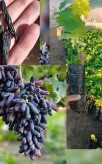 نهال انگور