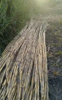 نی گلخانه سقف پرچین چیق
