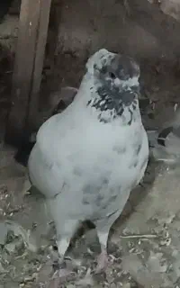 کفتر گرفتنی