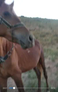 اسب مادیان،3ساله،