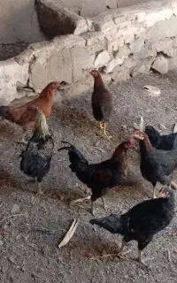 ۱۱تا نیمچه خروس همشون همشون یکجا ۱۰ میلیون