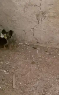 اردک نر