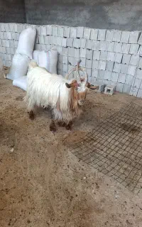 پانزن نژاد دار جوان