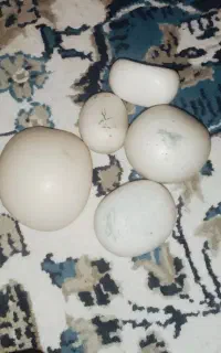 لاری