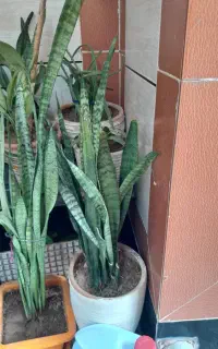 گل تزیینی خانه