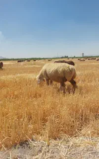 فروش ۱۶۵ راس میش ترکی بختیاری آبستن