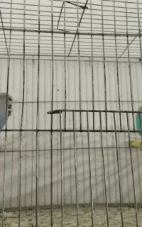جفت مرغ عشق انگلیسی