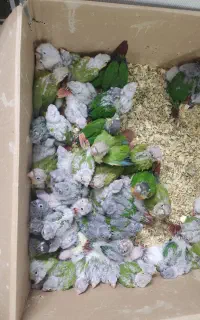 خریدار گرینچیک بصورت کلی وجزی
