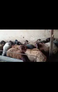 میش بره