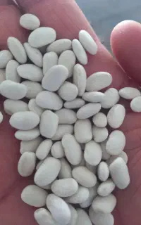 لوبیا سفید دست چین