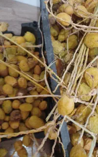 خارک خشکه