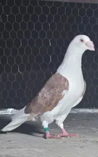 دوبال اهوازی