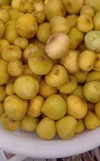 انجیر محلی