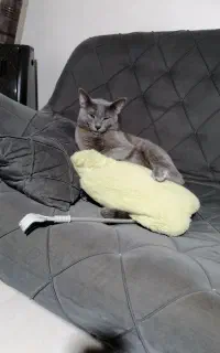 واگذاری گربه راشن بلو