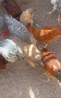 جوجه محلی گردن لخت و امروک