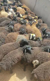 بره قربانی اربعین