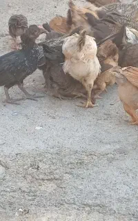 گمشده