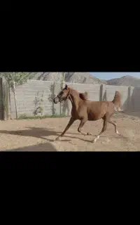 مادیان با کره