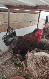 فروش خروس دورگ سرحال و جوان