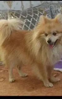 پامر
